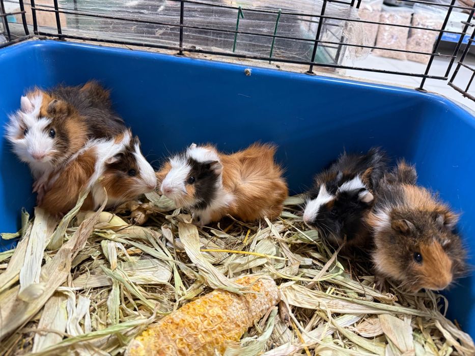 Морська свинка РОЗЕТКА (від 1 місяця)