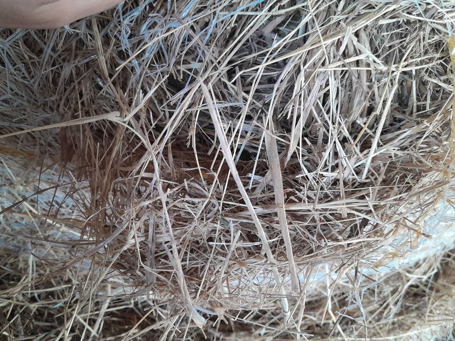 Vende se rolos de palha