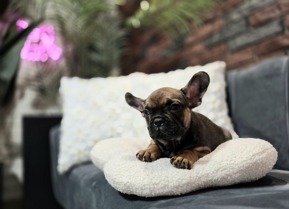 dziewczynka buldog francuski gotowa do odbioru