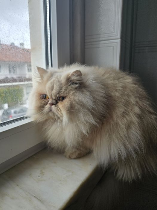 Gatinha Persa  creme