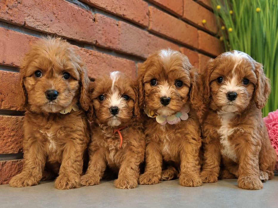 Chłopczyk  cavapoo zaraz do odbioru