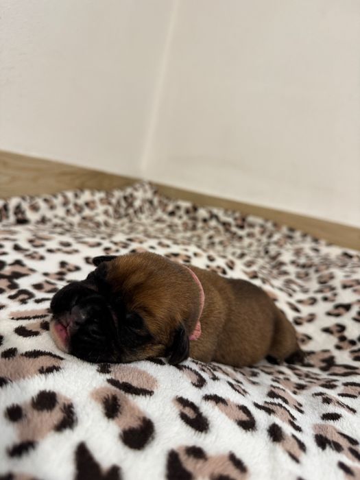 Suczka bokser/ ojciec FCI