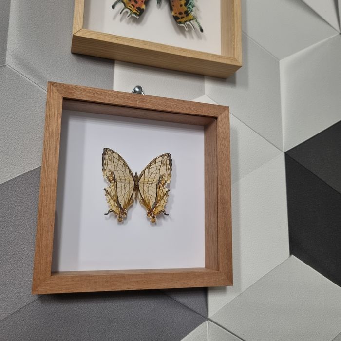 MOTYL SPREPAROWANY - Cyrestis thyodamas chinensis