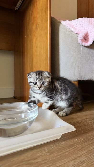 Gatinha Scottish Fold