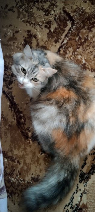 Отдам даром в добрые руки пушистую трехцветную кошечку