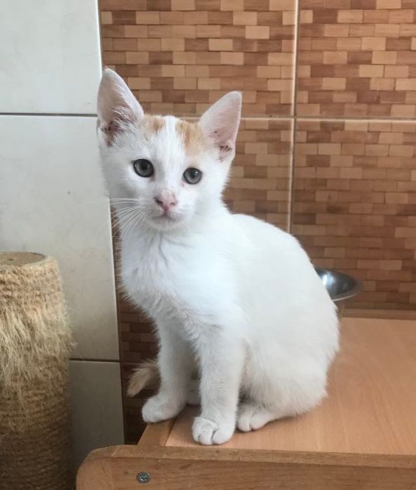 Кошеня. Кіт. Киця.