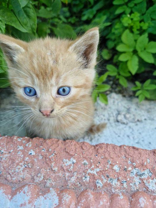 Кошенята безкоштовно