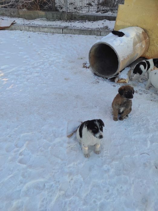 Цуценята шукають дім