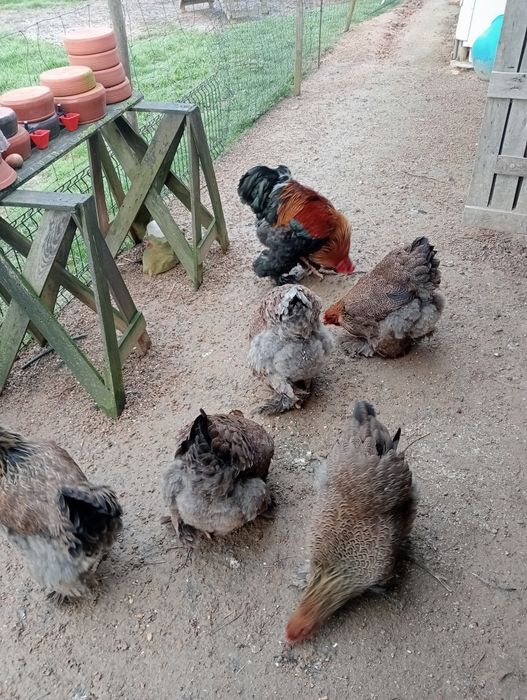 Ovos galados de Brahma perdiz dourada