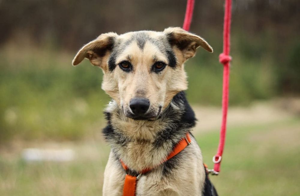Szarik - Nieśmiały pies szuka domu / do adopcji