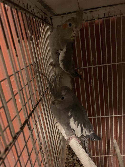 caturras adultas
