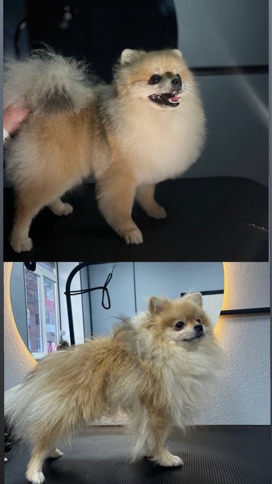 Груминг полтава