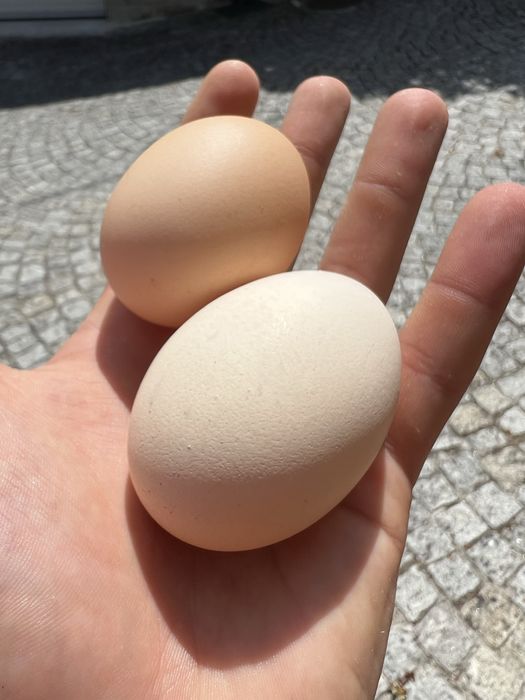 Ovos de galinha caseiros