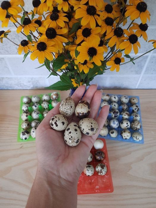 Перепелині яйця столові 50грн/лоток 20шт