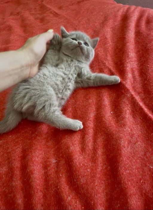 Gatinho Scottich Straight lilac