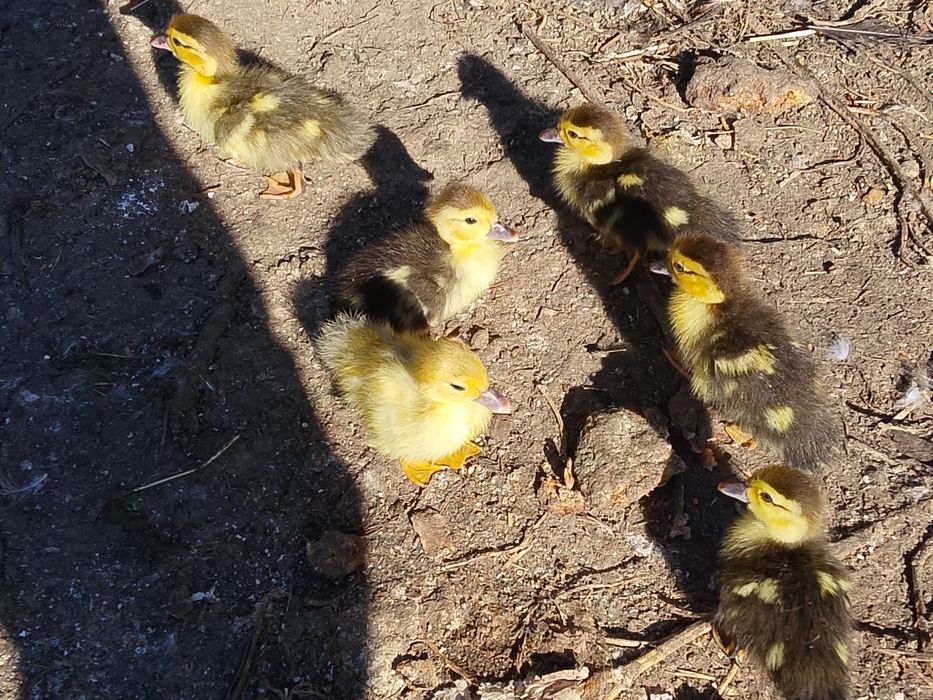 Vendo patinhos mudos