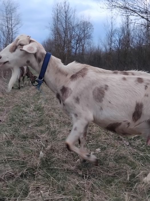 Козочка нубо-каморі