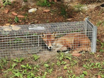 ТОП Гуманная живоловка Zielonalapka 50×17×20 см — оцинкованная пастка