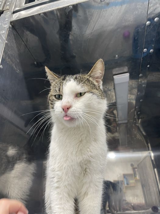 Котик шукає родину