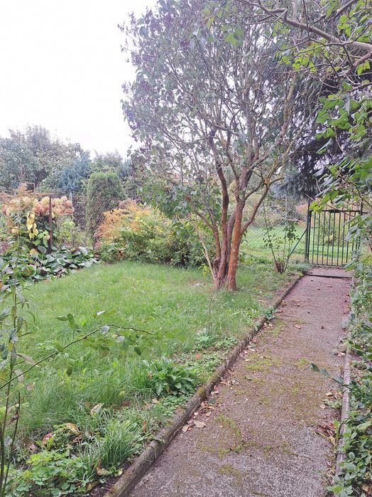 Działka ROD KORMORAN 300 m² Piłsudskiego - Widok 3
