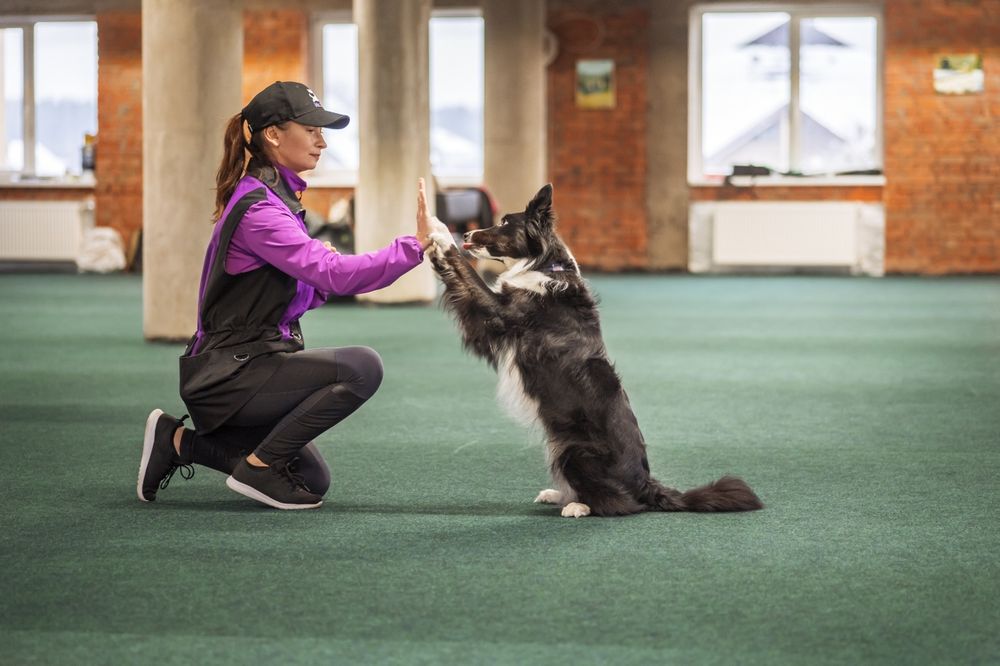 Дресирування собак онлайн, кінолог online