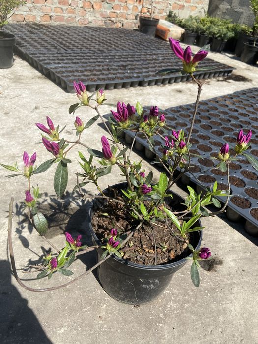 квіти Азалія 400