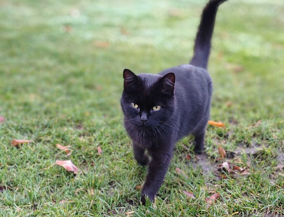 Чорне кошеня хлопчик з незалежним характером 3 місяці