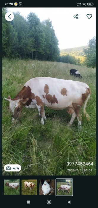 Телиця тільна продам, сіно