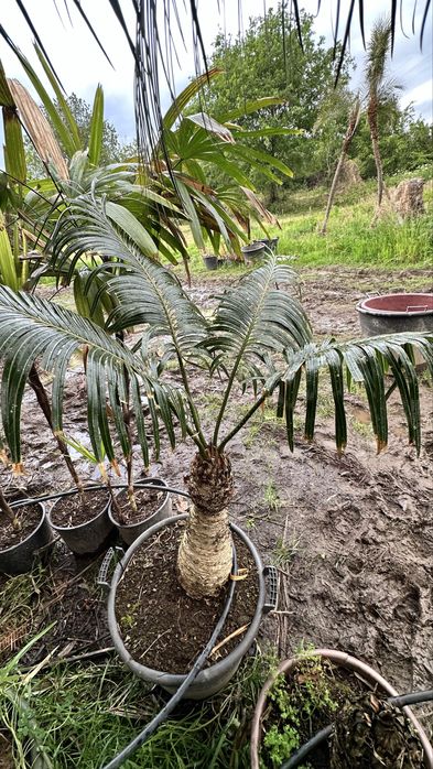 Cyca circinalis - cica rara