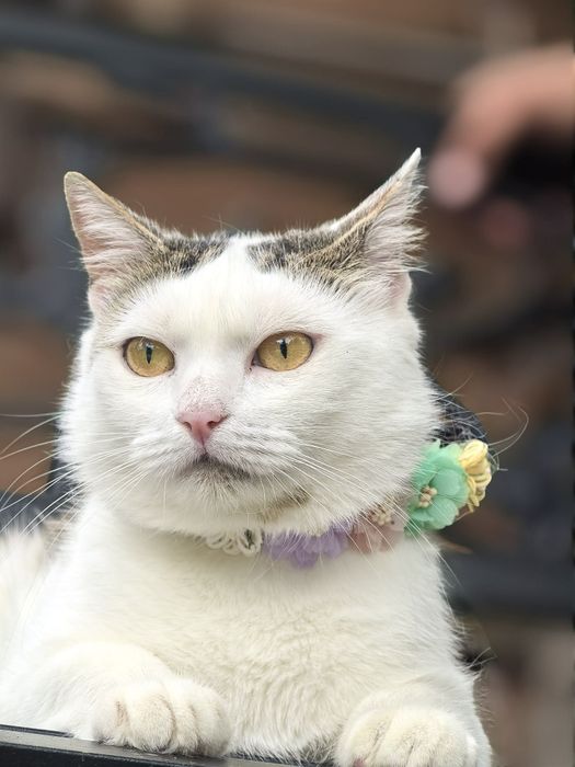 Carmenka – kocia dama z temperamentem i sercem na łapce