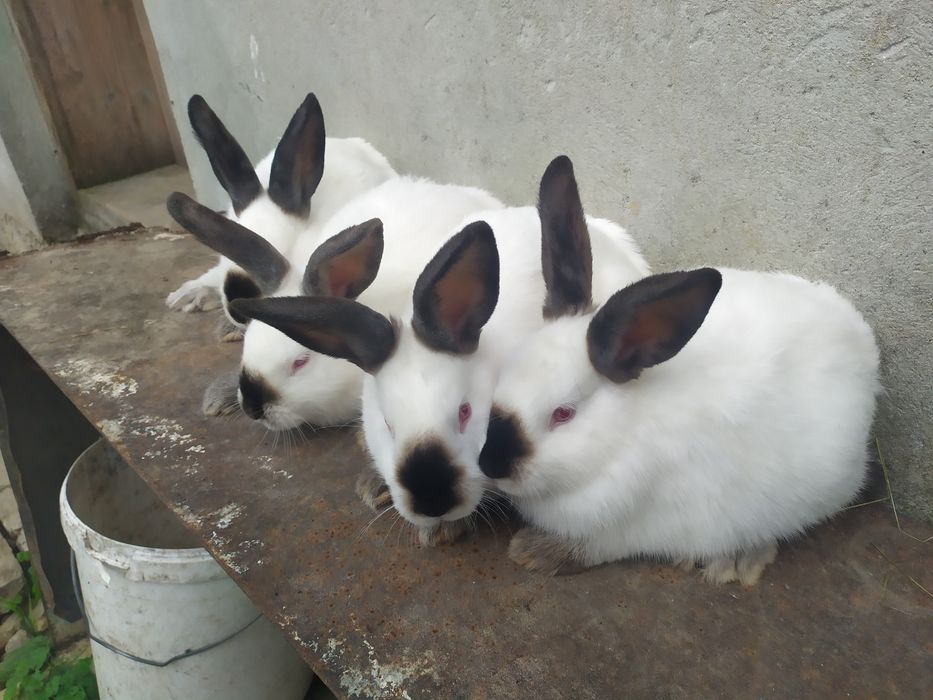 Продаю кролі каліфорнія