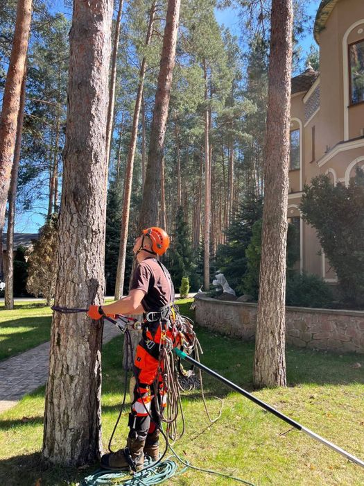 Видаленя дерев,корчування пнів,подрібненя гілок,покос трави,утилізація