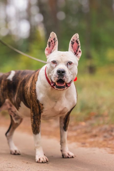 Buliś około 5 letni american stafford terier do adopcji FUNDACJA