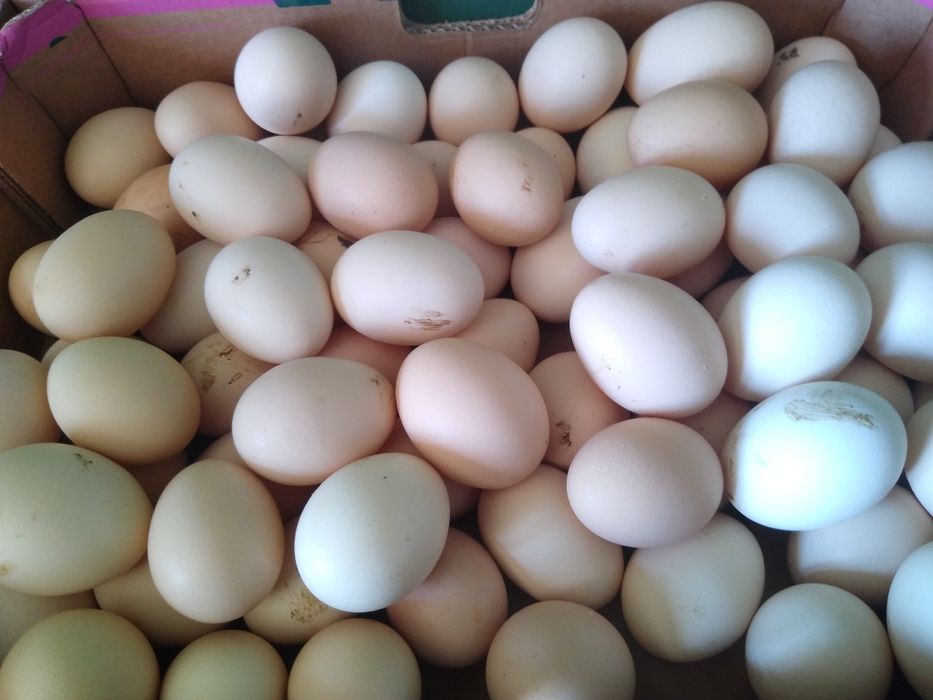 Jaja ze wsi,  smaczne i zdrowe