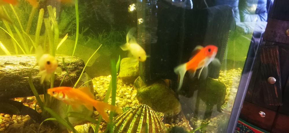 Peixes variados  de água fria
