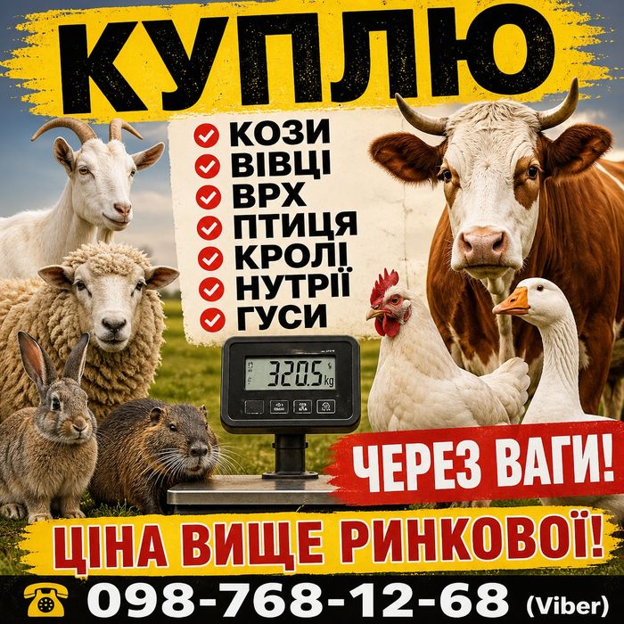 Вівці, Кози, Цапи, ВРХ