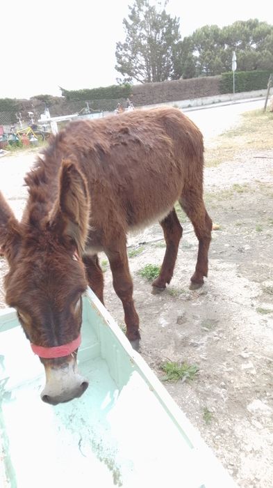 Burro com 5 anos 1,50 m engatado a multado Vendo ou troco para mais formações liga