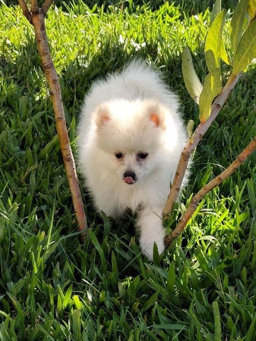 Spitz alemão macho