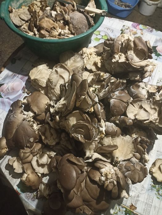 Мариновані гриби гливи.