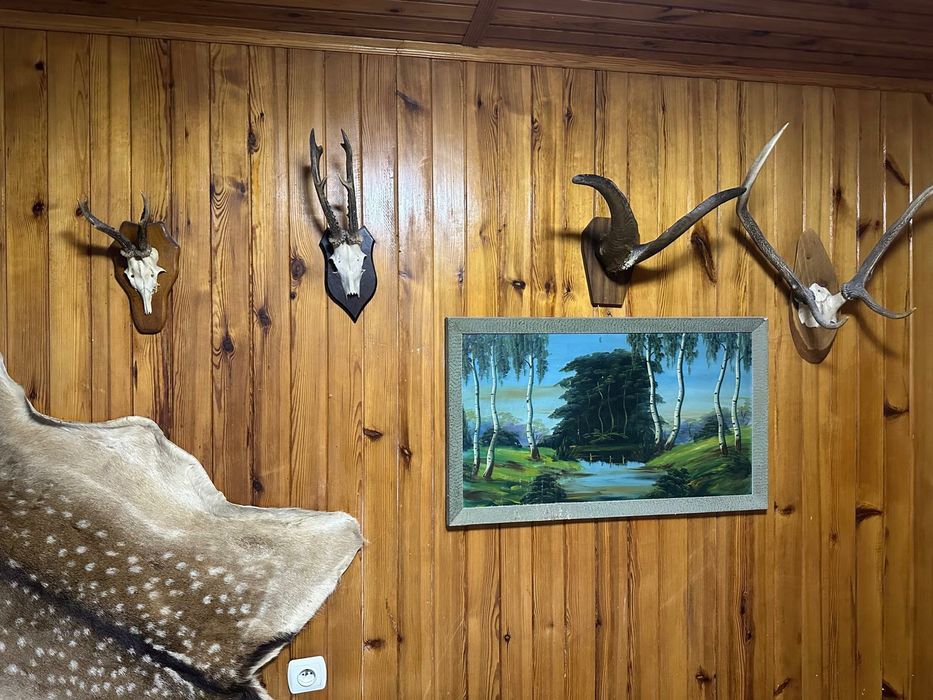 Rogi, skóry ,trofea myśliwskie