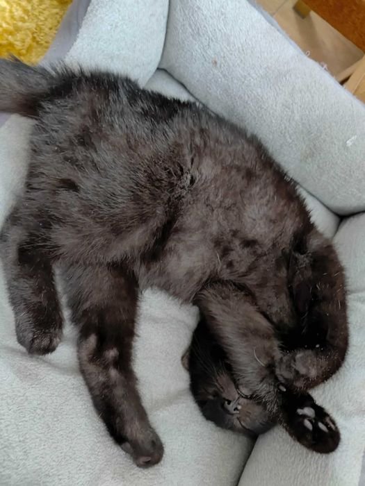 Kocurek Koralik szuka domku