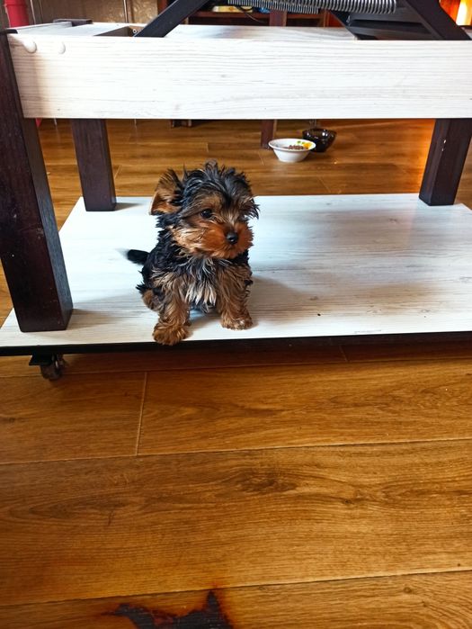 Йоркширский терьер щенки.