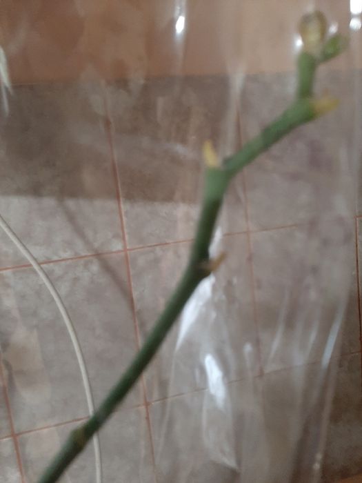 Орхідеї  Гарні орхідеї