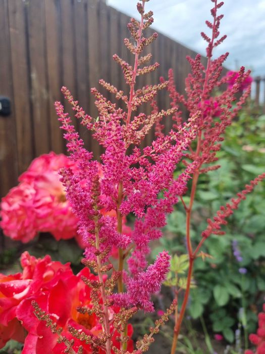 Саженцы цветов астильба ромашка колокольчик флокс