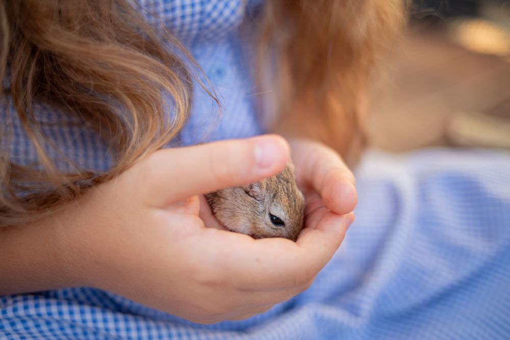 Домашние декоративные мыши, мышки