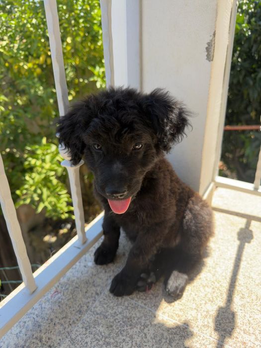Cão babe para adopção