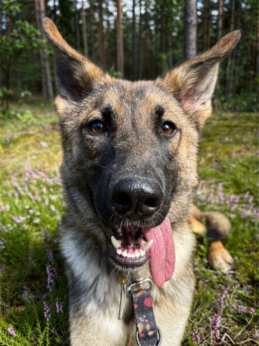 Westa- sunia w typoe owczarka do adopcji