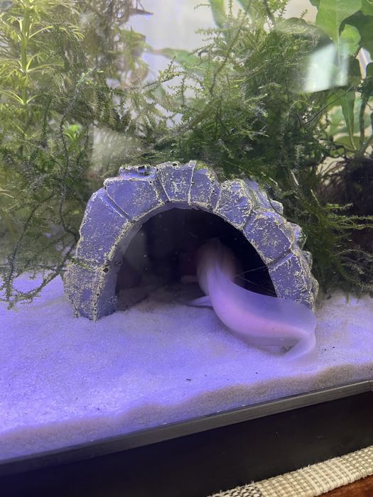 Decoracoes apenas [aquario e outros ja vendido]