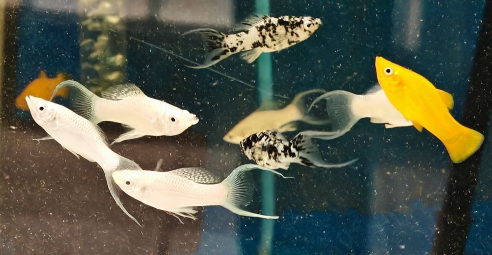 Molinezja dalmatyńczyk Aquafizz Creative