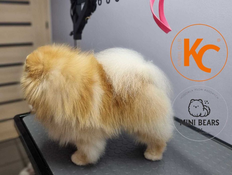Szpic Miniaturowy Pomeranian Reproduktor Krycie